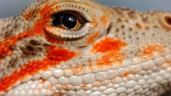 Karya lainnya bisa mengunjungi halaman Facebooknya. Tak hanya mata-mata hewan, ia juga mengabadikan bagaimana aksi hewan-hewan ini berburu. (Foto: Daniel Heuclin)