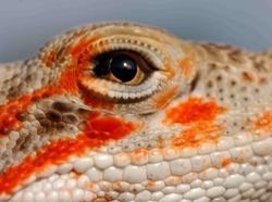 Terhipnotis Potret Keren Mata Hewan dari Jarak Dekat