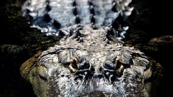 Mata buaya kala sedang mengintai mangsa. (Foto: Daniel Heuclin)