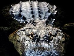 Terhipnotis Potret Keren Mata Hewan dari Jarak Dekat