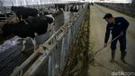 Melihat Peternakan Sapi Perah Terbesar di Indonesia
