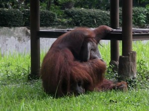 Bunbin Bandung Sayangkan Pengunjung Lempar Rokok ke Orang Utan