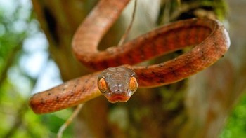 Tatapan tajam dari mata ular. (Foto: Daniel Heuclin)