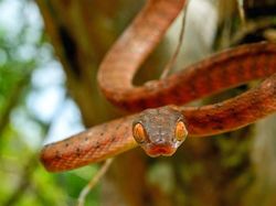 Terhipnotis Potret Keren Mata Hewan dari Jarak Dekat