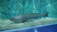 Ikan-ikan diletakkan dalam akuarium yang besar (Kurnia/detikTravel)