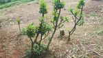 Ini Makam Keramat yang Bikin Warga Tolak Tol Serpong-Balaraja