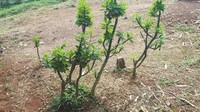 Alasannya, rencana pembangunan tol tersebut menyentuh pemakaman di TPU Cisereh, termasuk sejumlah makam yang dianggap keramat.