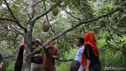 Kebun buah durian di Brebes, Selasa (6/3/2018).