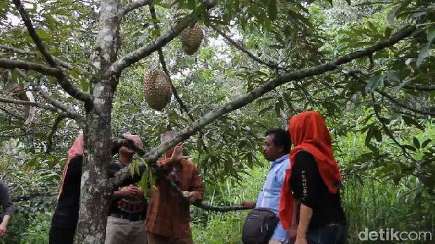 Kebun buah durian di Desa Rajawetan, Brebes.