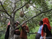 Tips Agar Pohon Durian Cepat Berbuah, Simak Cara dan Tekniknya