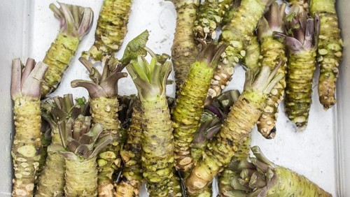 Crispa herb. Tinospora crispa L Miers ex Hook f Thoms Herb of Thailand. a plant of the family Menispermaceae. Bora phet name in Thai