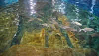 Traveler pun bisa melihat beragam hewan laut di Istanbul Aquarium (Kurnia/detikTravel)