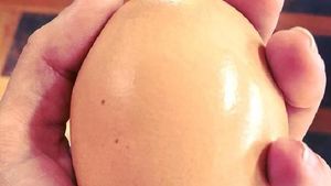 Foto: Bikin Bingung Pakar! Ada Telur Berisi Telur di Australia