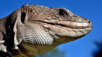 Lirikan mata yang seakan sadar kamera. (Foto: Daniel Heuclin)