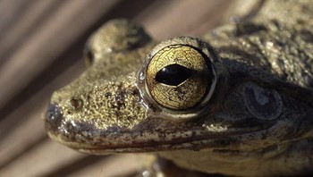 Mulai dari katak, tokek, ular hingga buaya menjadi objek bidikannya. (Foto: Daniel Heuclin)