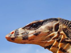 Terhipnotis Potret Keren Mata Hewan dari Jarak Dekat