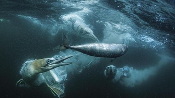 Finalis terpuji Open Competition kategori Wildlife - Sunil Gopalan dari Amerika Serikat. Foto: Sony World Photography Award