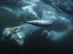 Bangga! Karya Fotografer Indonesia Jadi Finalis Kontes Dunia