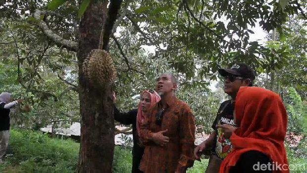 Kebun buah durian di Desa Rajawetan, Brebes.