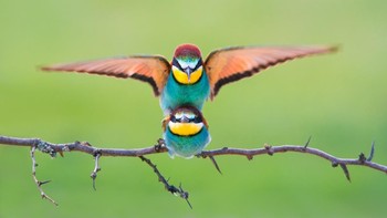 Finalis Open Competition kategori Wildlife - Peter Sabol dari Kroasia. Foto: Sony World Photography Award