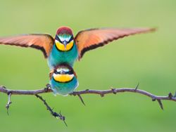 Bangga! Karya Fotografer Indonesia Jadi Finalis Kontes Dunia