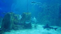 Ketujuh belas tema itu terbagi di berbagai ruangan berbeda. Mulai dari Laut Hitam, Marmara, Laut Merah, Selat Gilbraltar, Terusan Panama hingga Samudera Pasifik (Kurnia/detikTravel)