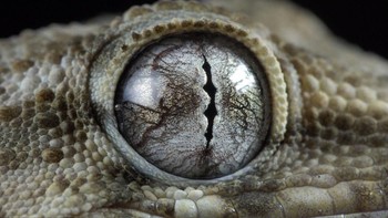 Gambar favoritku adalah mata bunglon - tekstur dan palet warna di ruang kecil begitu menakjubkan, katanya. (Foto: Daniel Heuclin)