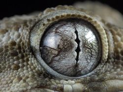 Terhipnotis Potret Keren Mata Hewan dari Jarak Dekat