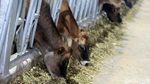 Melihat Peternakan Sapi Perah Terbesar di Indonesia