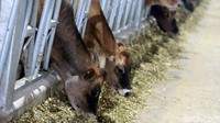 Di peternakan ini sedikitnya terdapat 10.000 ekor sapi.