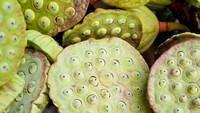 Kamu pernah merinding saat melihat lubang-lubang seperti sarang tawon atau bunga lotus? Kalau iya, bisa jadi kamu mengidap trypophobia atau tasa takut terhadap sesuatu yang berlubang kecil. Foto: Thinkstock