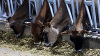 Peternakan ini mampu menampung 10.000 ekor sapi.