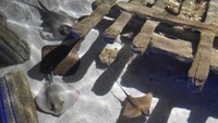Untuk total spesies yang ada di akuarium mencapai sekitar 1.500, sementara hewan-hewan laut dan darat kurang lebih 17.000 (Kurnia/detikTravel)