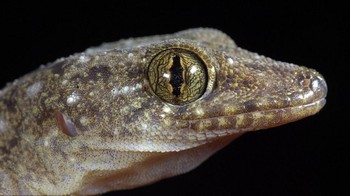 Ia berkeliling dunia mendatangi negara-negara tropis seperti Filipina hingga Madagaszcar untuk mengabadikan berbagai satwa liar. (Foto: Daniel Heuclin)