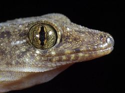 Terhipnotis Potret Keren Mata Hewan dari Jarak Dekat