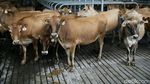 Melihat Peternakan Sapi Perah Terbesar di Indonesia