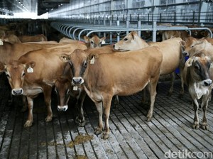 Sebelum Ada Tol Laut, Bagaimana Cara Angkut Sapi ke Jakarta?