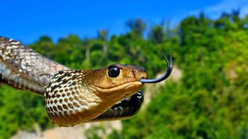 Mata ular dengan lidahnya yang menjulur. (Foto: Daniel Heuclin)