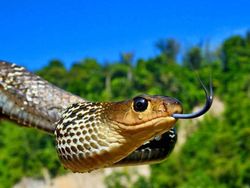 Terhipnotis Potret Keren Mata Hewan dari Jarak Dekat