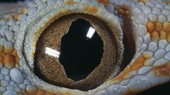 Diceritakannya butuh beberapa menit untuk mengambil foto-fotonya dan juga kesabaran tinggi untuk mendapatkan momen yang pas. (Foto: Daniel Heuclin)