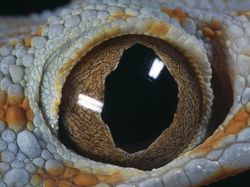 Terhipnotis Potret Keren Mata Hewan dari Jarak Dekat