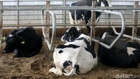 Beginilah kondisi sapi-sapi perah yang di klaim sebagai peternakan terbesar di Indonesia.