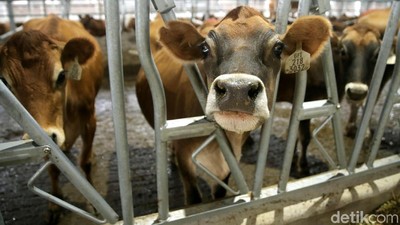 Melihat Peternakan Sapi Perah Terbesar di Indonesia
