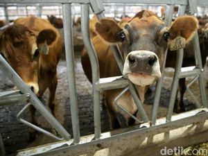 Melihat Peternakan Sapi Perah Terbesar di Indonesia