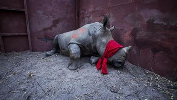 Finalis kompetisi profesional kategori Natural World & Wildlife - Neil Aldridge dari Inggris. Foto: Sony World Photography Award