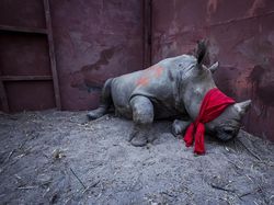 Bangga! Karya Fotografer Indonesia Jadi Finalis Kontes Dunia