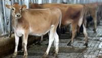 Sapi di peternakan ini berjenis holstein dan jersey.