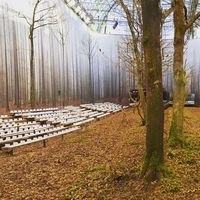 Sulap Gedung Jadi Hutan, Chanel Dituding Tebang Pohon Berusia Ratusan Tahun