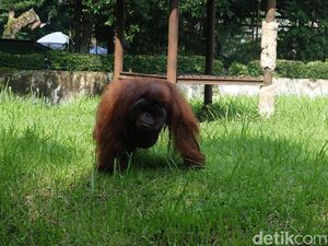 Polisi Telusuri Orang Lempar Rokok ke Orang Utan di Bunbin Bandung