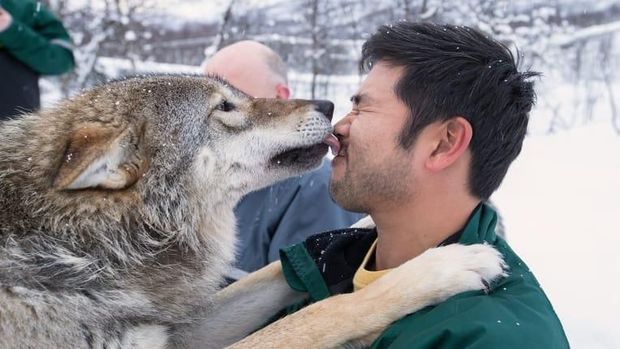 Wisatawan yang bercengkerama dengan serigala Skandinavia